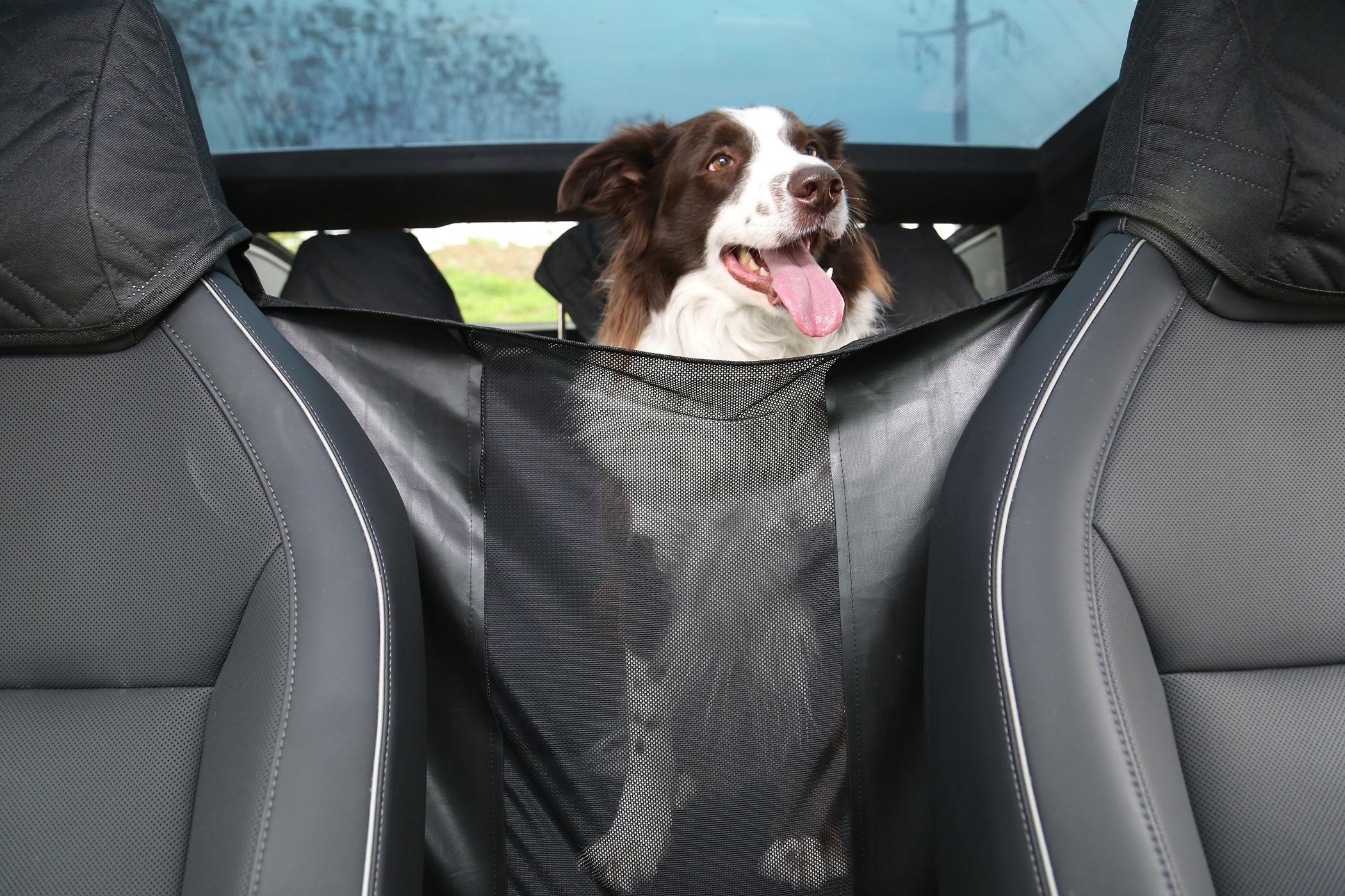 Tesla Model 2 ELECFRESH | Product Testing | Cybertruck Backseat Pet Cover Solution IMG_5309.JPG