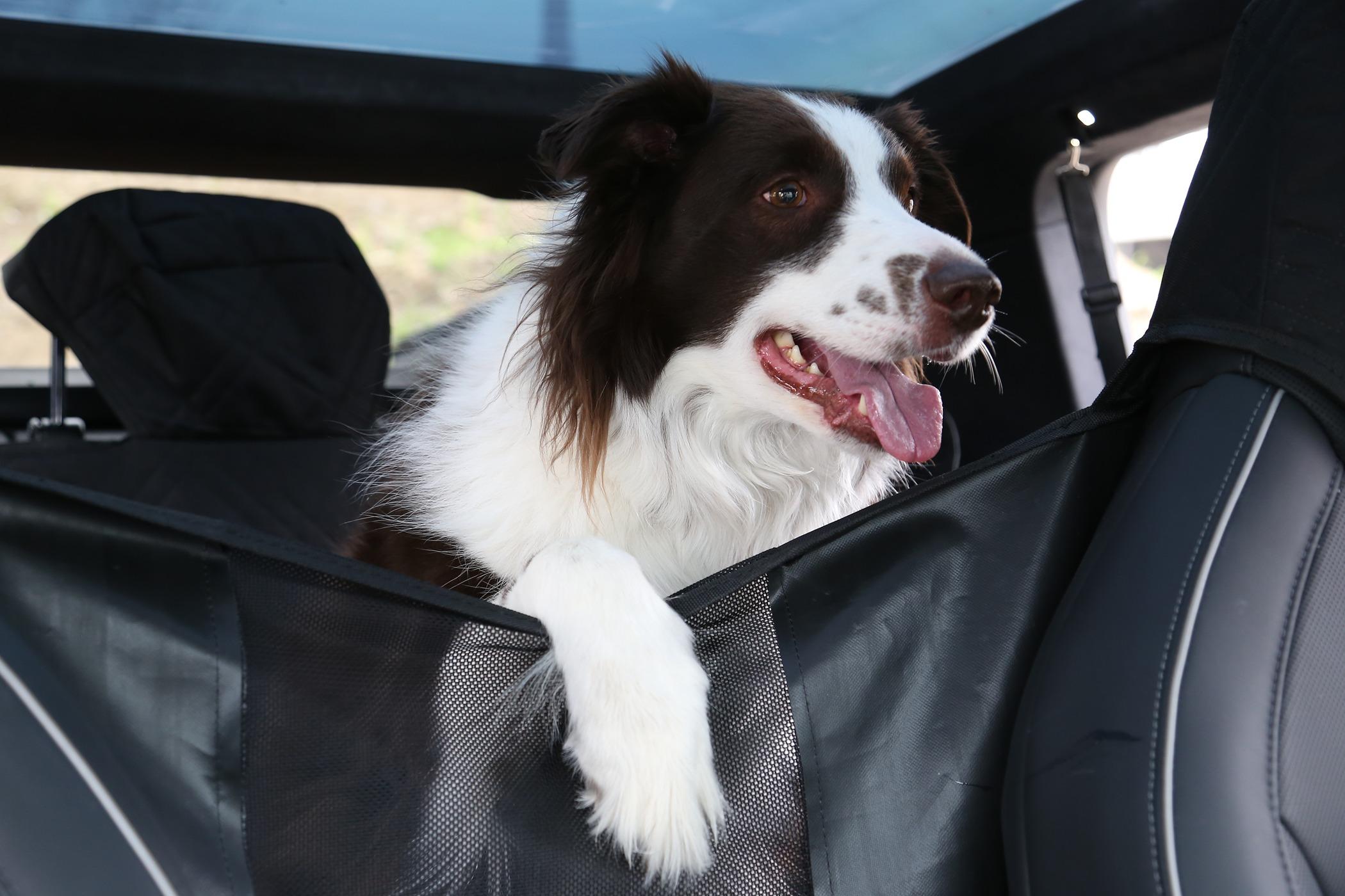 Tesla Model 2 ELECFRESH | Product Testing | Cybertruck Backseat Pet Cover Solution IMG_5323.JPG