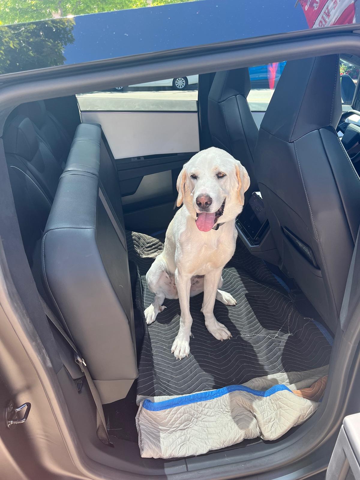 Tesla Model 2 Introducing the MARSACCS Cybertruck Pet Cover for Dogs & Pets – Share Your Thoughts! IMG_8260